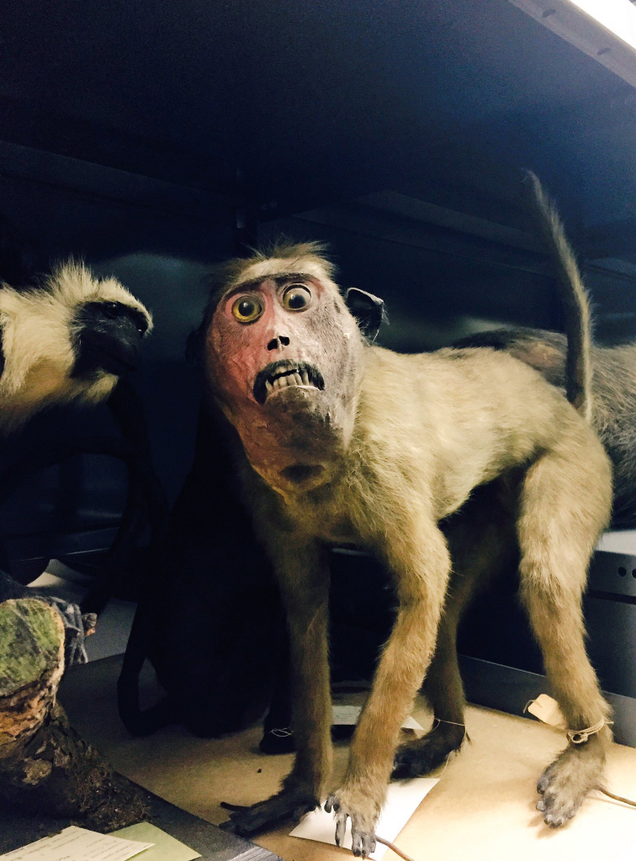 Imagen: Crappy Taxidermy